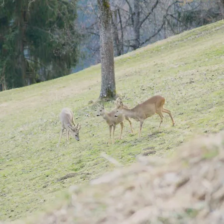 Appartement Haus Gruener Wald *
