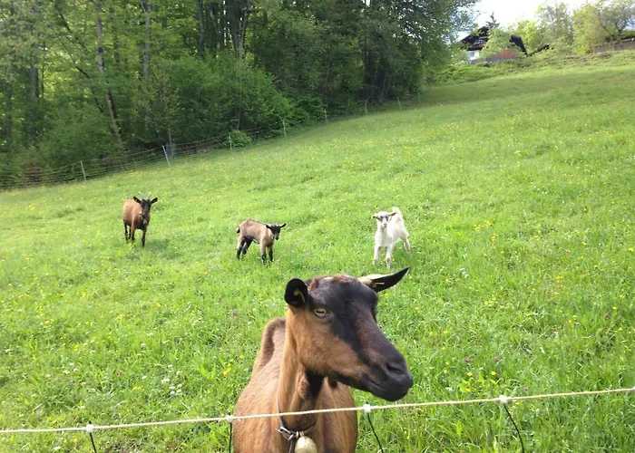 Apartment Haus Gruener Wald